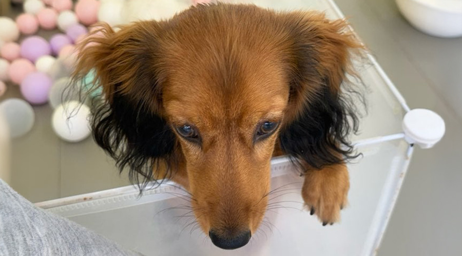 내 보험 조회, 보험 정리, 부수입 창출, 보험 공부, 메리츠 펫보험